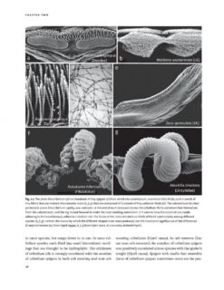 Spider Webs -Wildlife Professional Books 249601 3