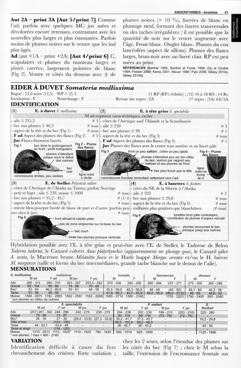 Guide D'Identification Des Oiseaux En Main: Les 305 Espèces Les Plus Baguées En Europe De L'Ouest, Non-Passereaux Et Passereaux 7 Guide D'Identification Des Oiseaux En Main: Les 305 Espèces Les Plus Baguées En Europe De L'Ouest, Non-Passereaux Et Passereaux - Image 5
