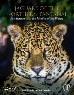 Jaguars Of The Northern Pantanal
