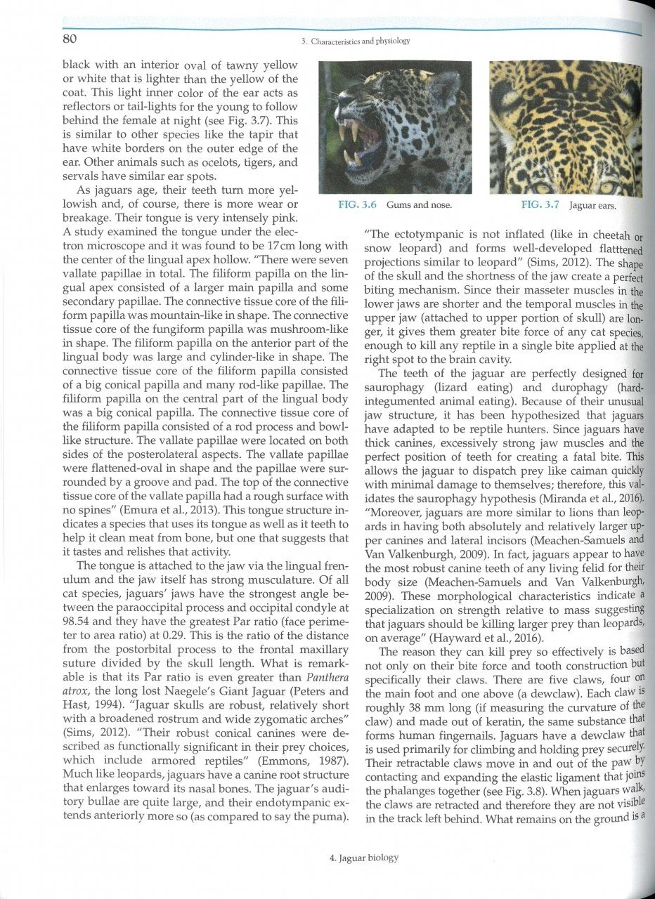 Jaguars Of The Northern Pantanal 4 Jaguars Of The Northern Pantanal - Image 2