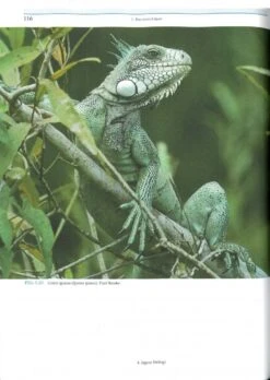 Jaguars Of The Northern Pantanal 10 Jaguars Of The Northern Pantanal -Wildlife Professional Books 250174 2