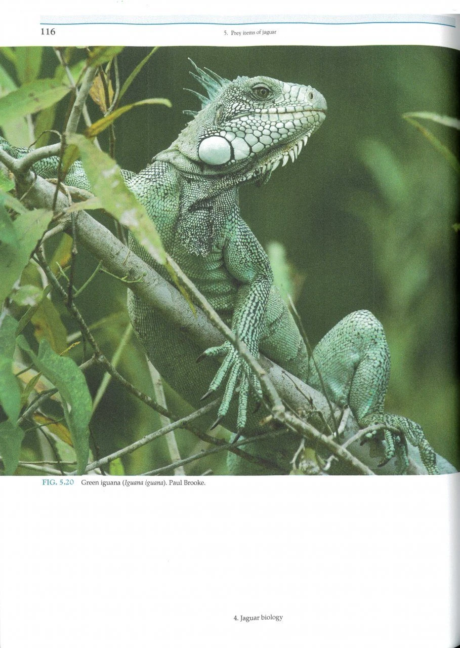 Jaguars Of The Northern Pantanal 5 Jaguars Of The Northern Pantanal - Image 3