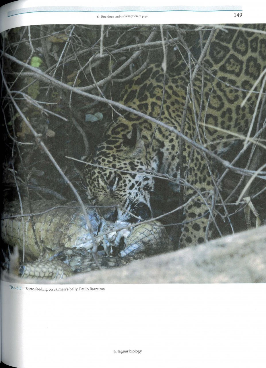 Jaguars Of The Northern Pantanal 6 Jaguars Of The Northern Pantanal - Image 4