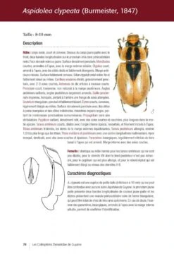 Les Coléoptères Dynastidae De Guyane: Coleoptera, Scarabaeoidea [The Dynastidae Beetles Of Guyana] -Wildlife Professional Books 250654 15