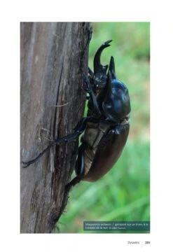 Les Coléoptères Dynastidae De Guyane: Coleoptera, Scarabaeoidea [The Dynastidae Beetles Of Guyana] -Wildlife Professional Books 250654 18