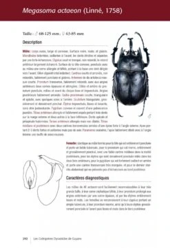 Les Coléoptères Dynastidae De Guyane: Coleoptera, Scarabaeoidea [The Dynastidae Beetles Of Guyana] -Wildlife Professional Books 250654 19