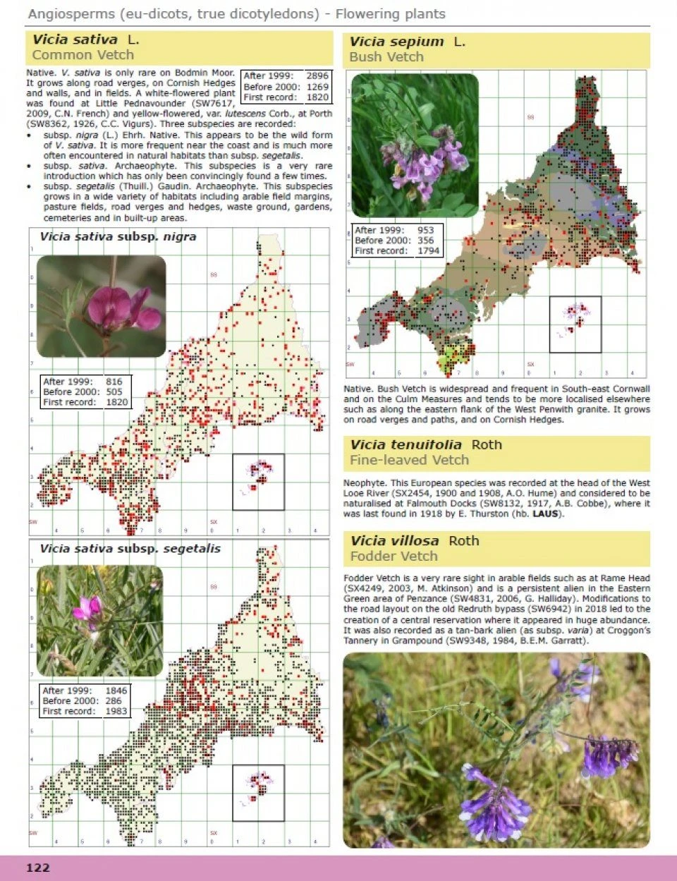 A Flora Of Cornwall 4 A Flora Of Cornwall - Image 2
