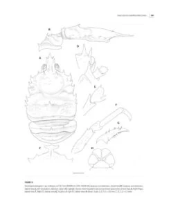 Tropical Deep-Sea Benthos, Volume 31 21 Tropical Deep-Sea Benthos, Volume 31 -Wildlife Professional Books 250704 02