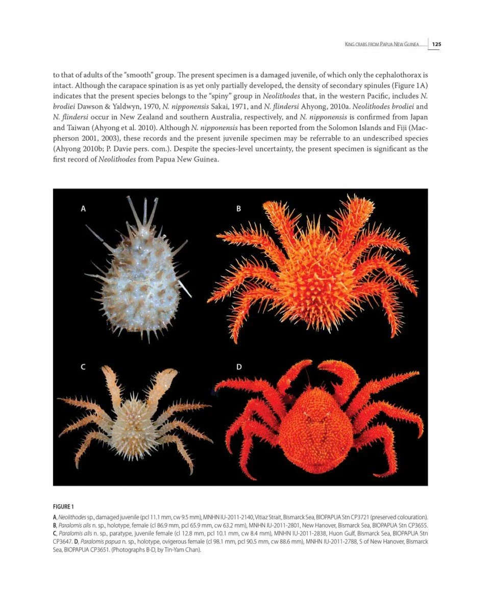 Tropical Deep-Sea Benthos, Volume 31 7 Tropical Deep-Sea Benthos, Volume 31 - Image 5