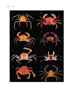 Tropical Deep-Sea Benthos, Volume 31 24 Tropical Deep-Sea Benthos, Volume 31 -Wildlife Professional Books 250704 05