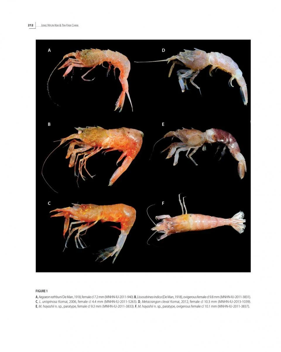 Tropical Deep-Sea Benthos, Volume 31 12 Tropical Deep-Sea Benthos, Volume 31 - Image 10