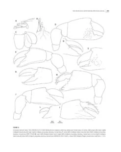 Tropical Deep-Sea Benthos, Volume 31 31 Tropical Deep-Sea Benthos, Volume 31 -Wildlife Professional Books 250704 12