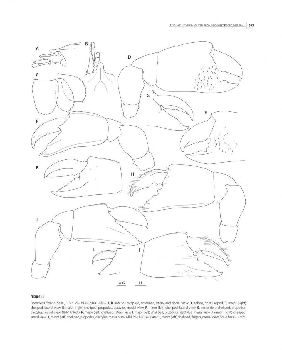 Tropical Deep-Sea Benthos, Volume 31 15 Tropical Deep-Sea Benthos, Volume 31 - Image 13