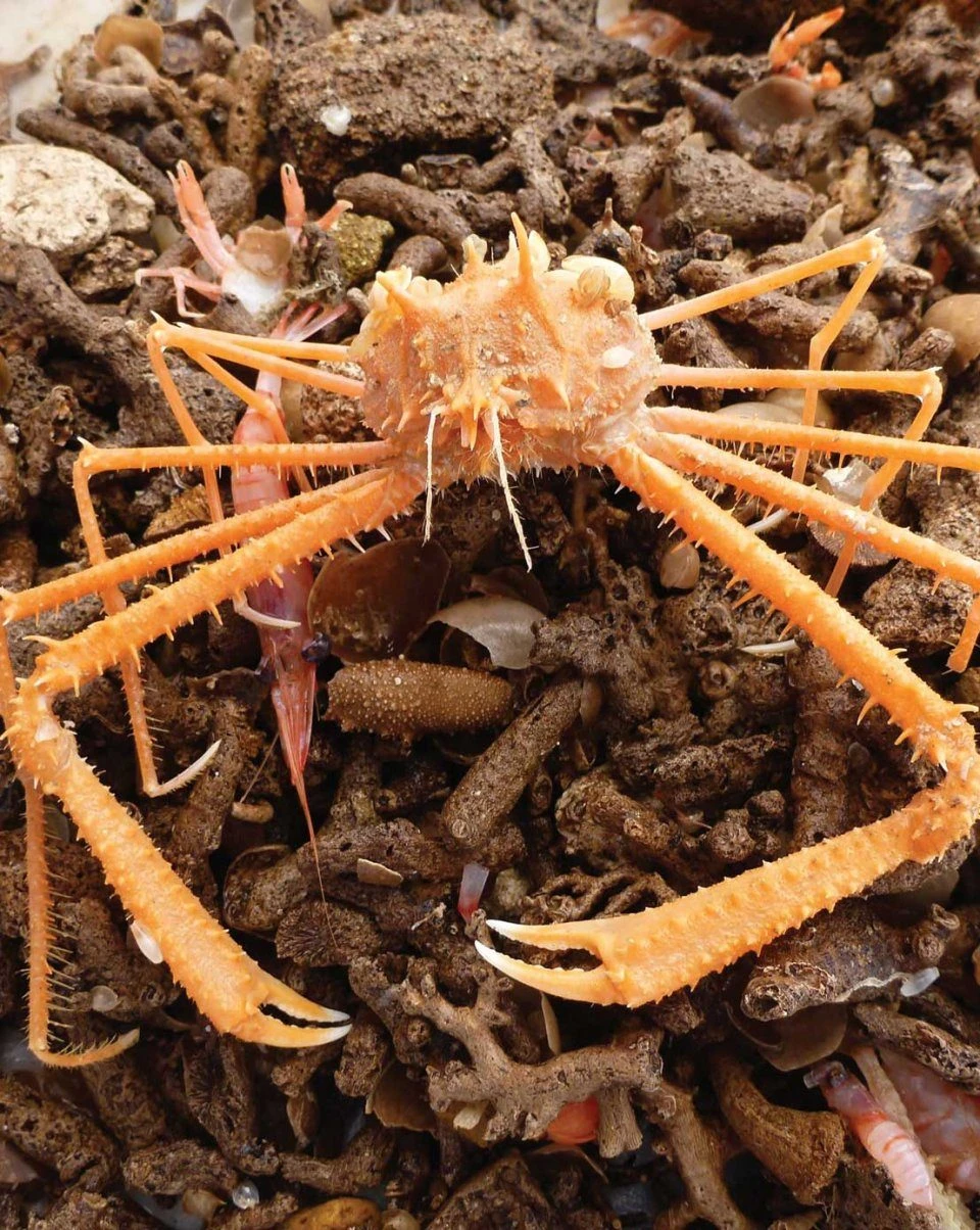 Tropical Deep-Sea Benthos, Volume 31 16 Tropical Deep-Sea Benthos, Volume 31 - Image 14