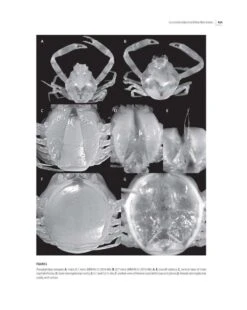 Tropical Deep-Sea Benthos, Volume 31 35 Tropical Deep-Sea Benthos, Volume 31 -Wildlife Professional Books 250704 16