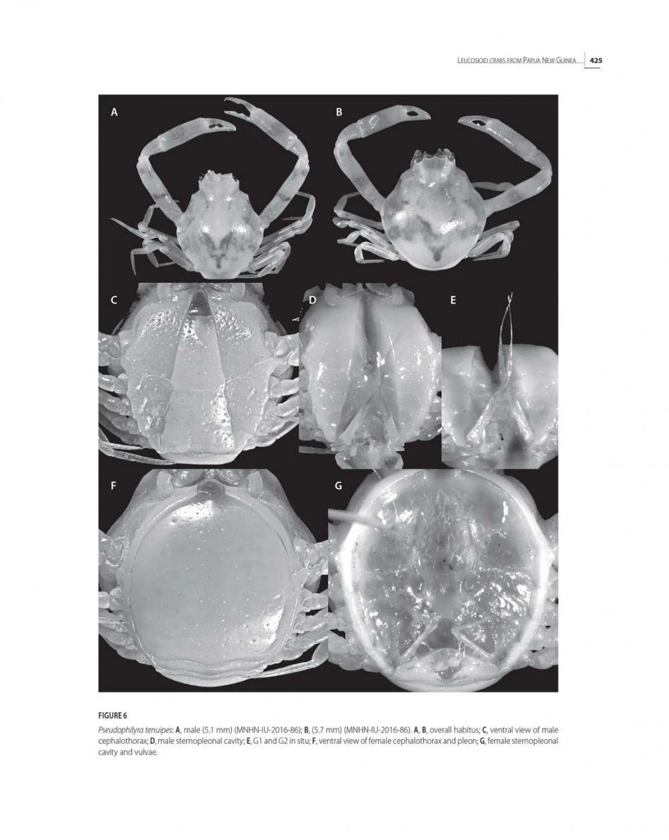 Tropical Deep-Sea Benthos, Volume 31 19 Tropical Deep-Sea Benthos, Volume 31 - Image 17