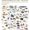 Illustrated Checklist Of The Mammals Of The World (2-Volume Set) 1 Illustrated Checklist Of The Mammals Of The World (2-Volume Set) -Wildlife Professional Books 250732