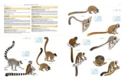 Illustrated Checklist Of The Mammals Of The World (2-Volume Set) 26 Illustrated Checklist Of The Mammals Of The World (2-Volume Set) -Wildlife Professional Books 250732 06