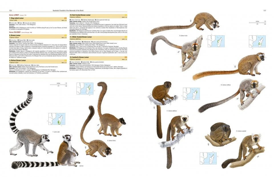Illustrated Checklist Of The Mammals Of The World (2-Volume Set) 9 Illustrated Checklist Of The Mammals Of The World (2-Volume Set) - Image 7