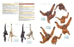 Illustrated Checklist Of The Mammals Of The World (2-Volume Set) 28 Illustrated Checklist Of The Mammals Of The World (2-Volume Set) -Wildlife Professional Books 250732 08