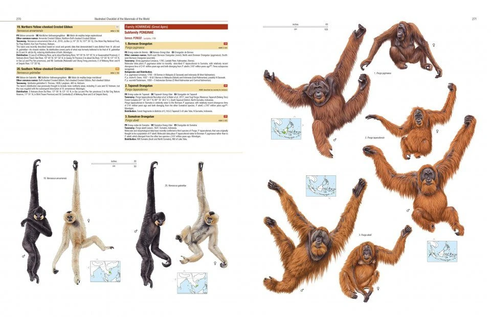 Illustrated Checklist Of The Mammals Of The World (2-Volume Set) 11 Illustrated Checklist Of The Mammals Of The World (2-Volume Set) - Image 9