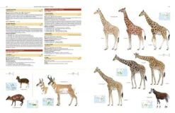 Illustrated Checklist Of The Mammals Of The World (2-Volume Set) 30 Illustrated Checklist Of The Mammals Of The World (2-Volume Set) -Wildlife Professional Books 250732 10