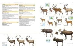 Illustrated Checklist Of The Mammals Of The World (2-Volume Set) 31 Illustrated Checklist Of The Mammals Of The World (2-Volume Set) -Wildlife Professional Books 250732 11