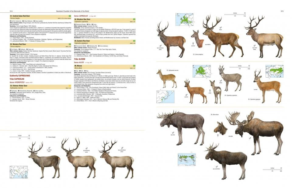 Illustrated Checklist Of The Mammals Of The World (2-Volume Set) 14 Illustrated Checklist Of The Mammals Of The World (2-Volume Set) - Image 12