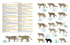 Illustrated Checklist Of The Mammals Of The World (2-Volume Set) 33 Illustrated Checklist Of The Mammals Of The World (2-Volume Set) -Wildlife Professional Books 250732 13