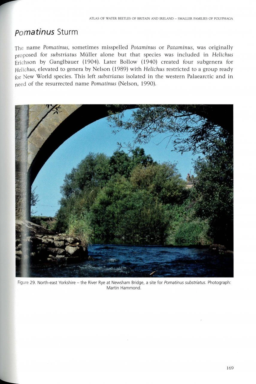 Atlas Of Water Beetles Of Britain And Ireland – Smaller Families Of Polyphaga 6 Atlas Of Water Beetles Of Britain And Ireland – Smaller Families Of Polyphaga - Image 4