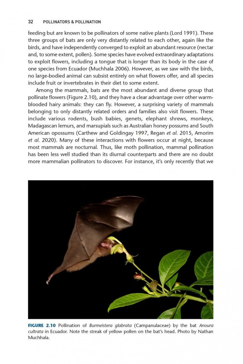 Pollinators & Pollination 6 Pollinators & Pollination - Image 4