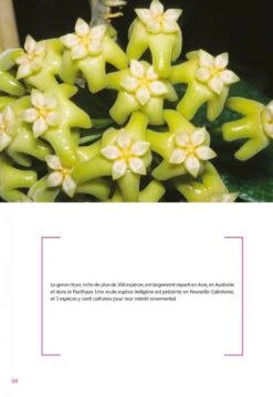 Flore De La Nouvelle-Calédonie, Volume 27: Apocynaceae P.p., Phellinaceae, Capparaceae [Faune Et Flore Tropicales, Volume 49] -Wildlife Professional Books 252285 03