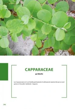 Flore De La Nouvelle-Calédonie, Volume 27: Apocynaceae P.p., Phellinaceae, Capparaceae [Faune Et Flore Tropicales, Volume 49] -Wildlife Professional Books 252285 15