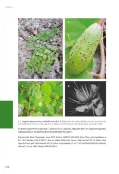 Flore De La Nouvelle-Calédonie, Volume 27: Apocynaceae P.p., Phellinaceae, Capparaceae [Faune Et Flore Tropicales, Volume 49] -Wildlife Professional Books 252285 17
