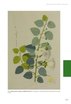 Flore De La Nouvelle-Calédonie, Volume 27: Apocynaceae P.p., Phellinaceae, Capparaceae [Faune Et Flore Tropicales, Volume 49] -Wildlife Professional Books 252285 18