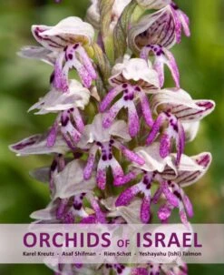 Orchids Of Israel