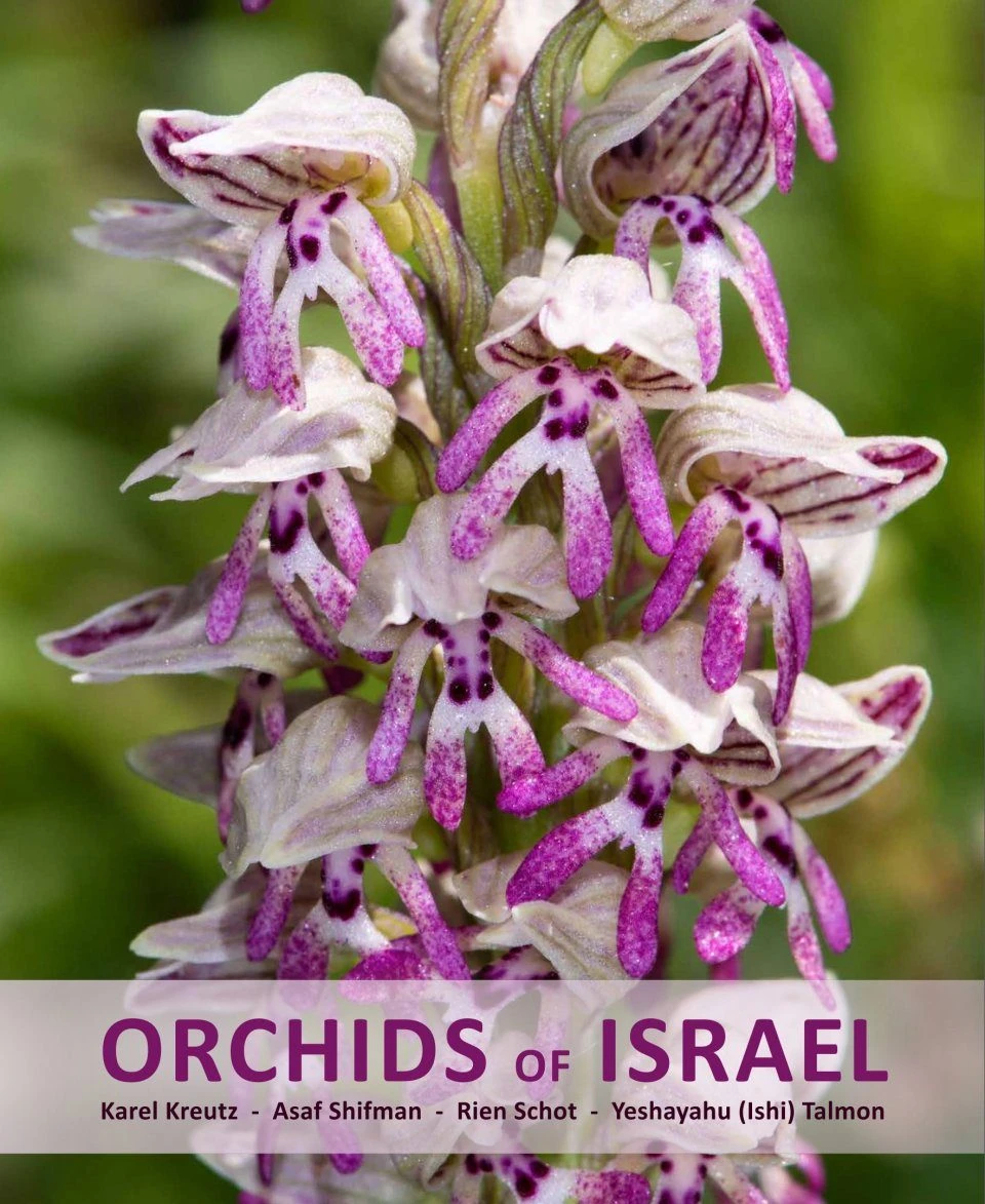 Orchids Of Israel 3 Orchids Of Israel