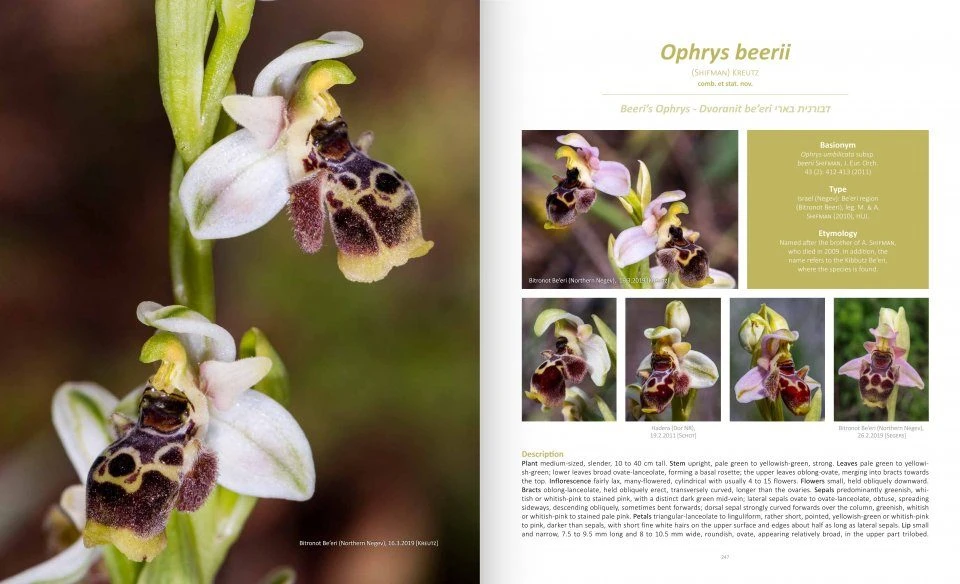 Orchids Of Israel 4 Orchids Of Israel - Image 2