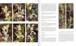 Orchids Of Israel 8 Orchids Of Israel -Wildlife Professional Books 252604 2