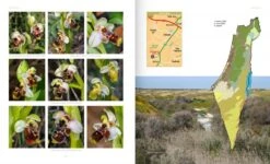 Orchids Of Israel 9 Orchids Of Israel -Wildlife Professional Books 252604 3