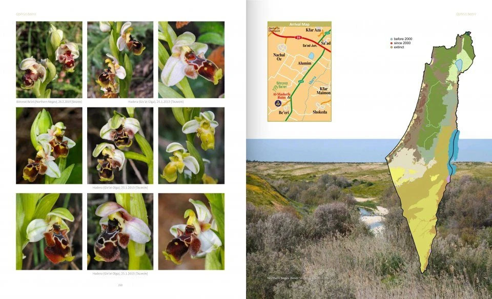 Orchids Of Israel 6 Orchids Of Israel - Image 4