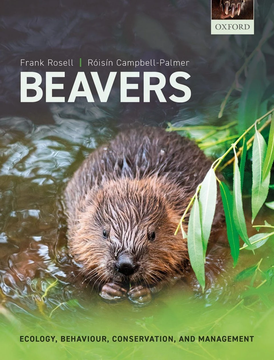 Beavers 3 Beavers