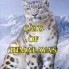 Cats Of Himalayas 2 Cats Of Himalayas -Wildlife Professional Books 252963