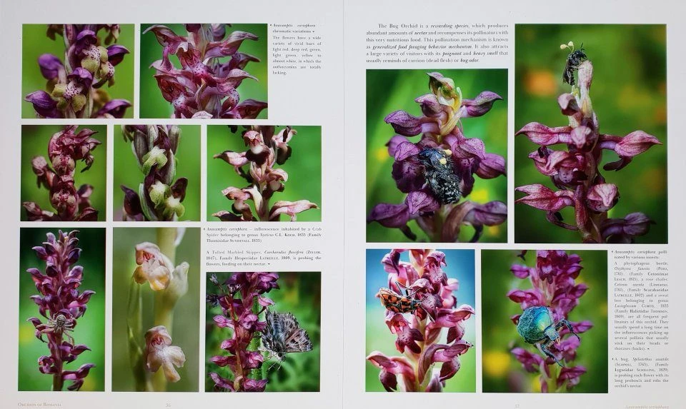 Orchids Of Romania 4 Orchids Of Romania - Image 2