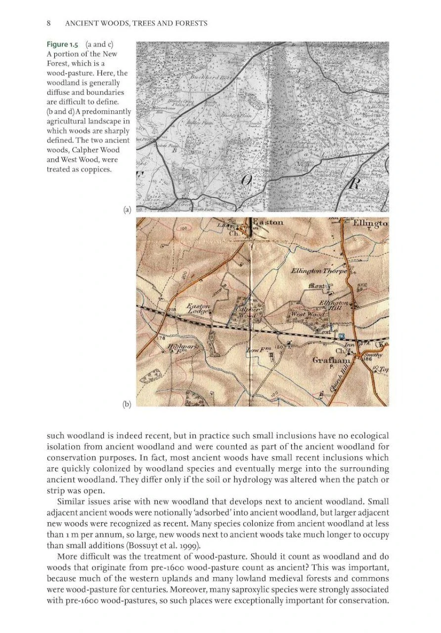 Ancient Woods, Trees & Forests 4 Ancient Woods, Trees & Forests - Image 2