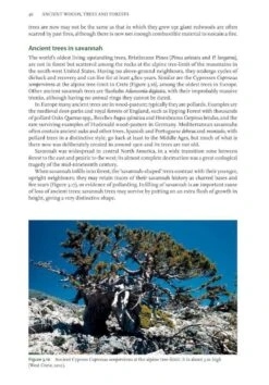 Ancient Woods, Trees & Forests 15 Ancient Woods, Trees & Forests -Wildlife Professional Books 253275 4