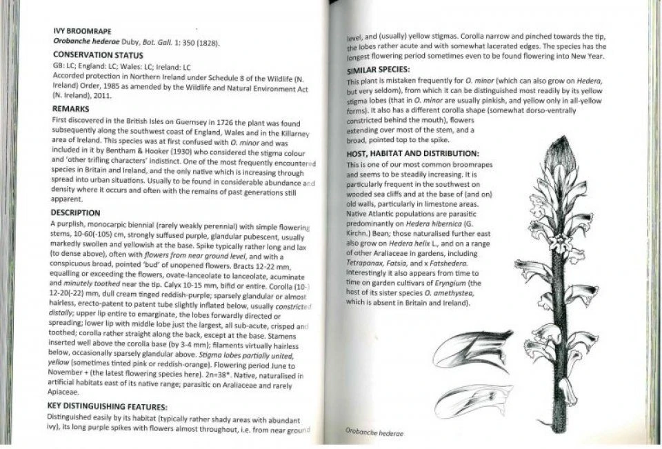 Broomrapes Of Britain & Ireland 5 Broomrapes Of Britain & Ireland - Image 3