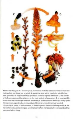 Broomrapes Of Britain & Ireland 10 Broomrapes Of Britain & Ireland -Wildlife Professional Books 253444 3