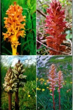 Broomrapes Of Britain & Ireland 11 Broomrapes Of Britain & Ireland -Wildlife Professional Books 253444 4