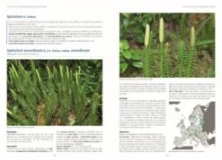 Les Fougères Et Plantes Alliées D'Europe [Ferns And Allied Plants Of Europe] -Wildlife Professional Books 254775 1